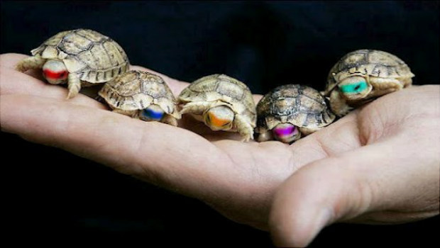 teenage mutant ninja turtles shell shocked lyrics teenage mutant ninja turtles shell shocked lyrics